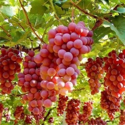 انگور زرشکی بدون هسته